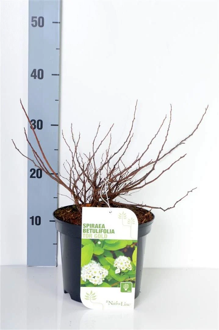 Spiraea betulifolia 'Tor Gold' C3 (3 liters kruka) 20-30 cm