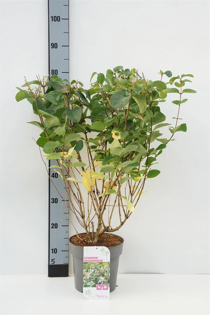 Lonicera tatarica C5 (5 liters kruka) 50-60 cm
