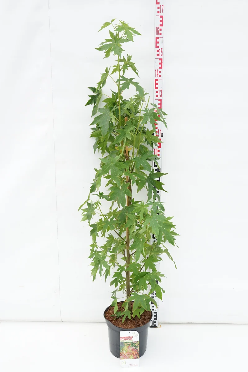 Liquidambar st. 'Worplesdon' C7,5 (7,5 liters kruka) 100-125 cm