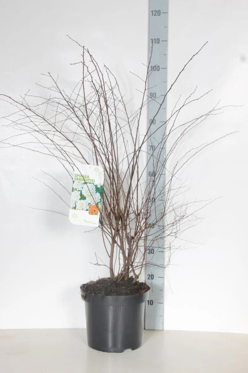 Spiraea vanhouttei 80-100 cm C7,5 (7,5 liters kruka)