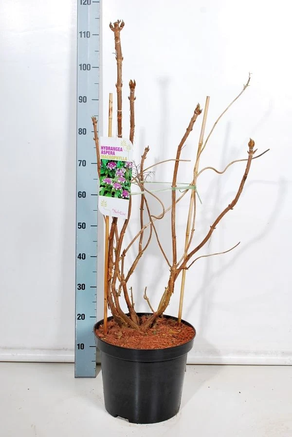 Hydrangea asp. 'Macrophylla' C12 (12 liters kruka) 80-100 cm