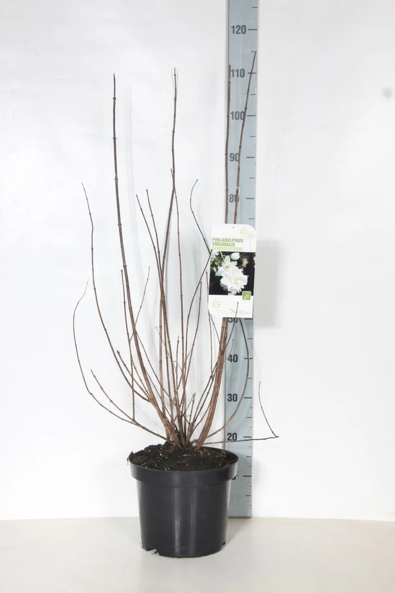 Philadelphus 'Schneesturm' C7,5 (7,5 liters kruka) 80-100 cm