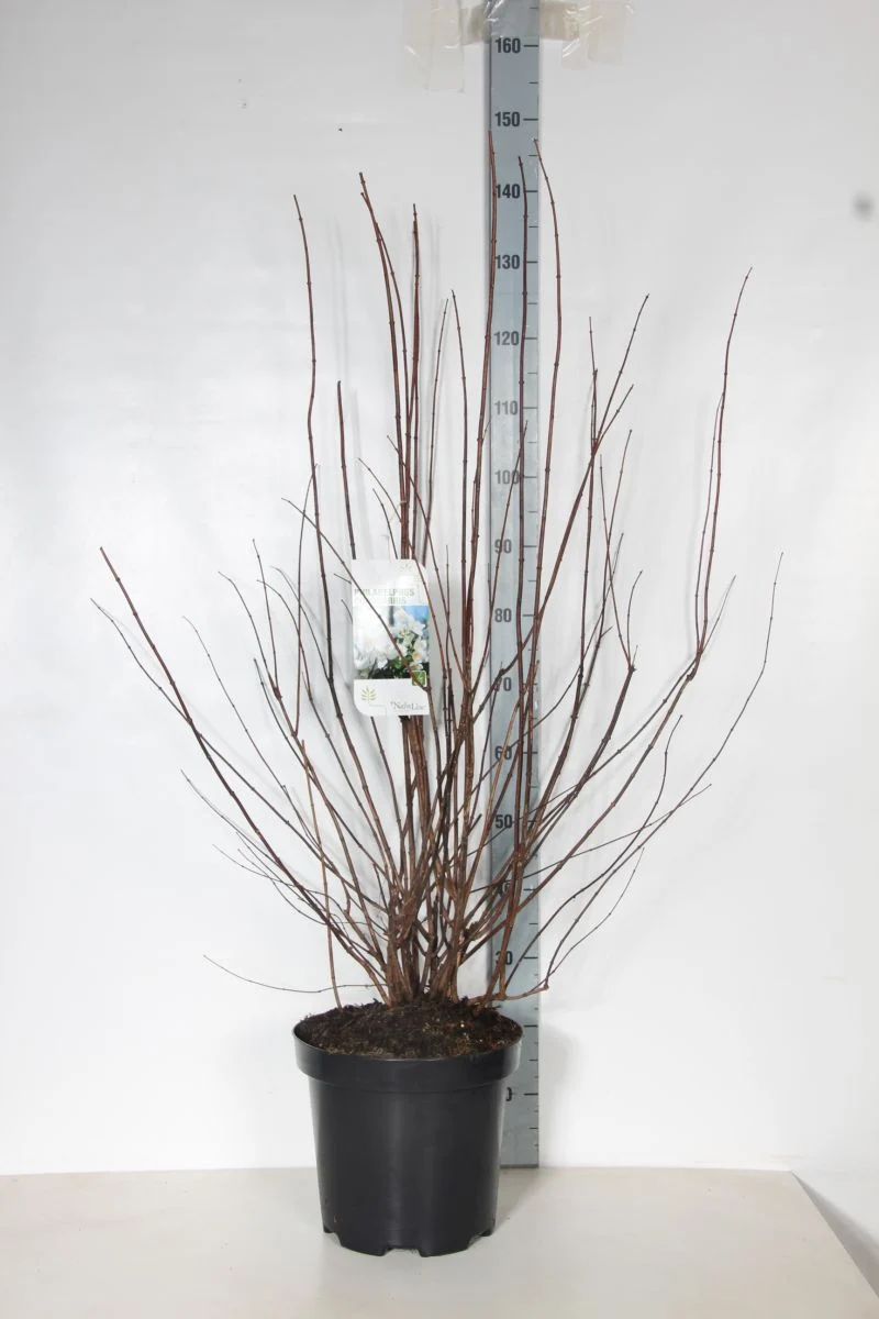 Philadelphus coronarius C12 (12 liters kruka) 100-125 cm