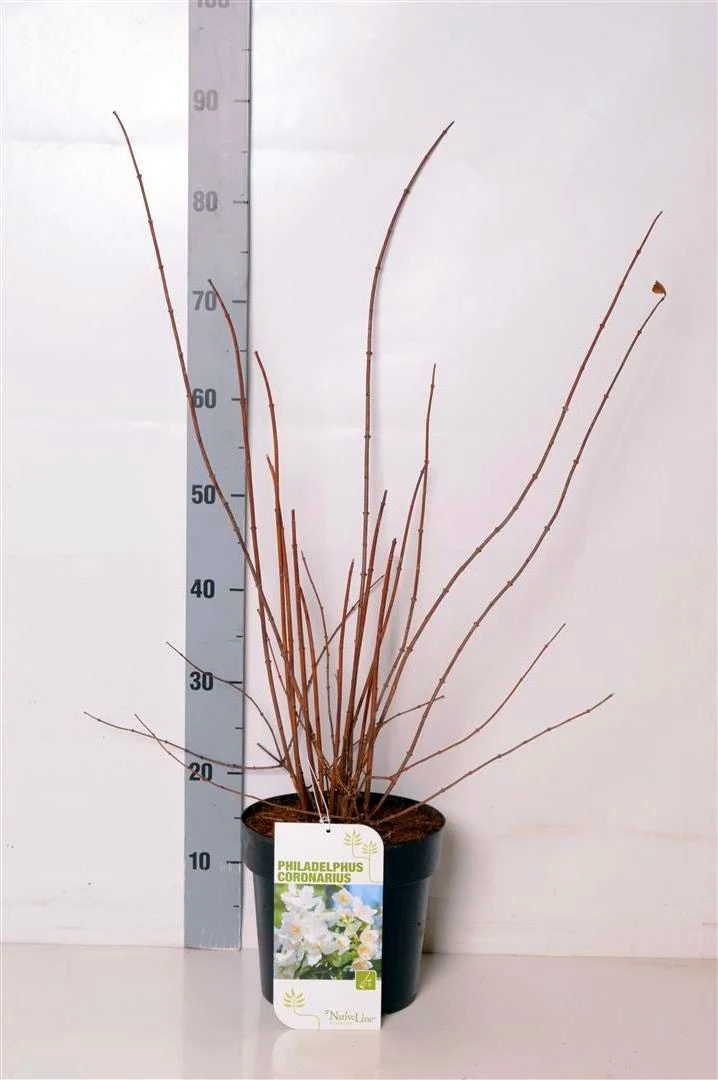 Philadelphus coronarius C5 (5 liters kruka) 50-60 cm