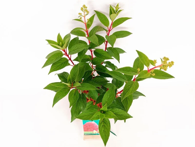 Hydrangea pan. 'Petite Flori'® C3 (3 liters kruka) / 19 cm kruka 20-30 cm