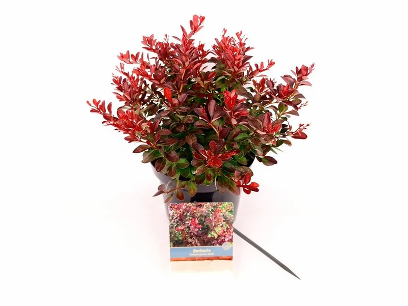 Berberis thunb. 'Atropurpurea Nana' C3 (3 liters kruka) 20-30 cm