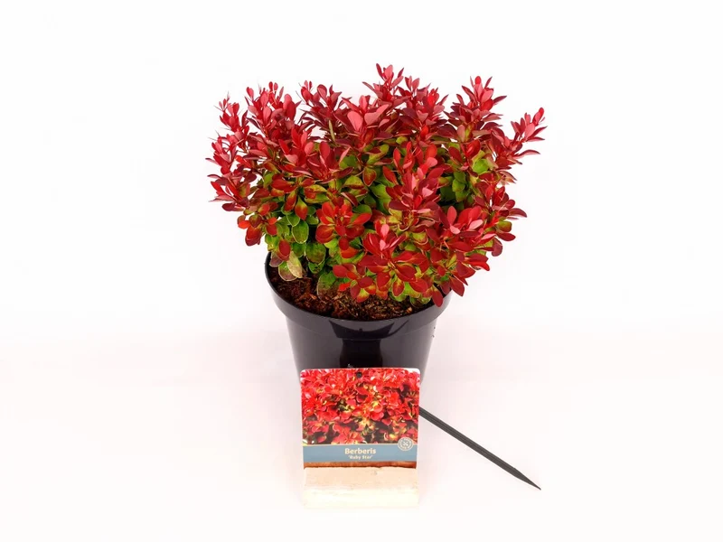 Berberis thunb. 'Ruby Star'® C3 (3 liters kruka) 20-30 cm