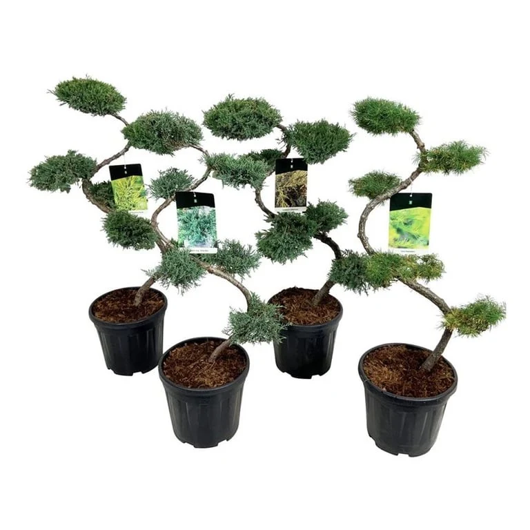 Barrväxter i olika sorter Bonsai 80+ cm, C15 (15 liters kruka)