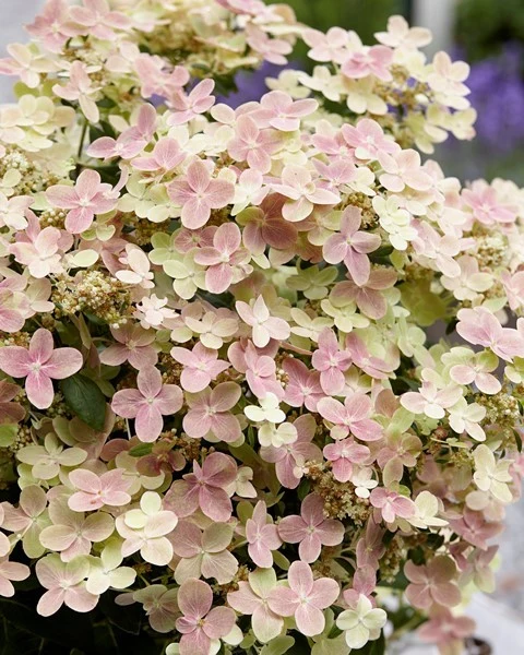 Hydrangea pan. 'Petite Polestar'® C3 (3 liters kruka) 20-30 cm
