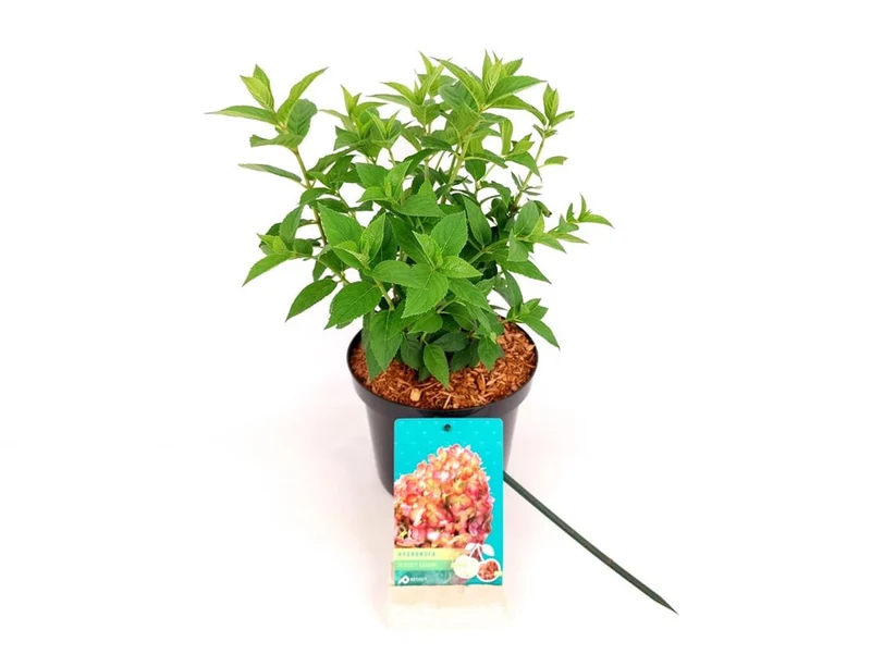 Hydrangea pan. 'Petite Cherry'® C3 (3 liters kruka) 20-30 cm
