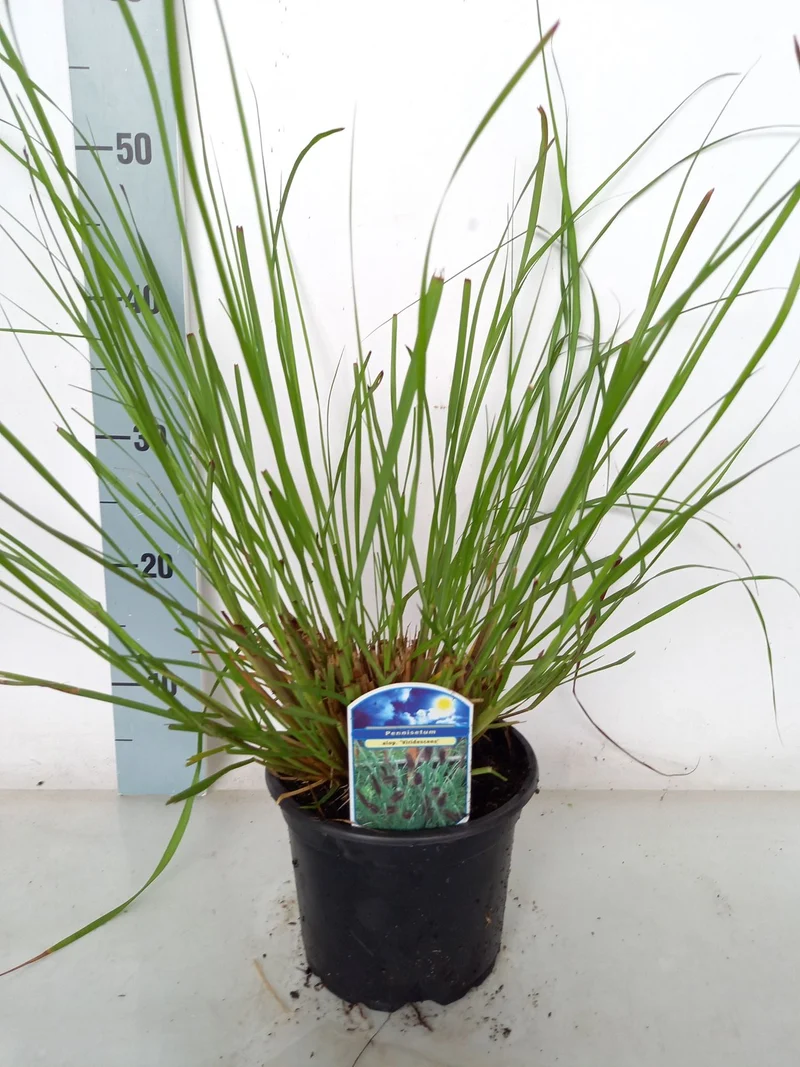 Pennisetum al. 'Viridescens' C5 (5 liters kruka)