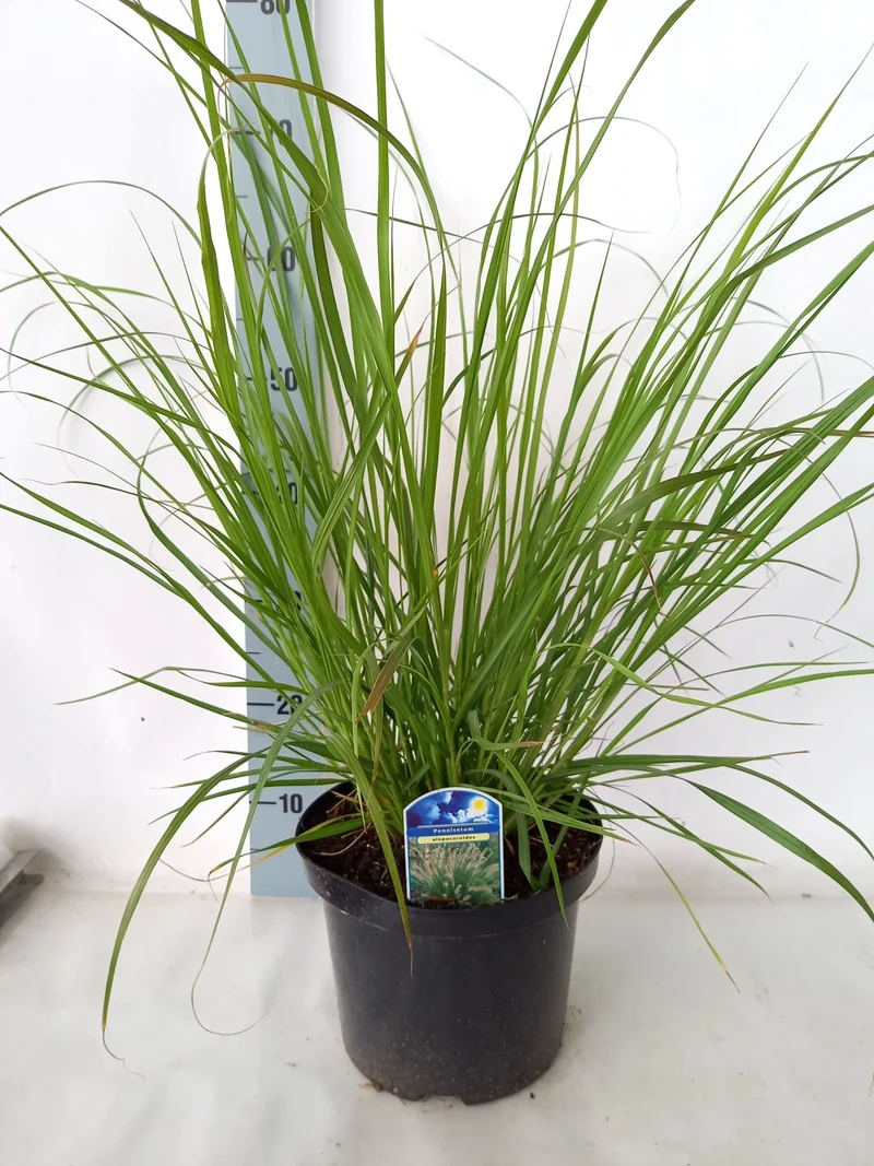 Pennisetum alopecuroides C5 (5 liters kruka) / 23 cm kruka