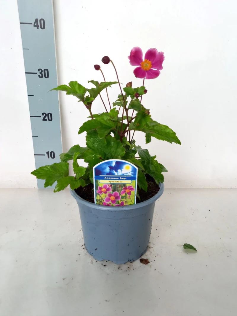 Anemone hup. 'Splendens' C2 (2 liters kruka)