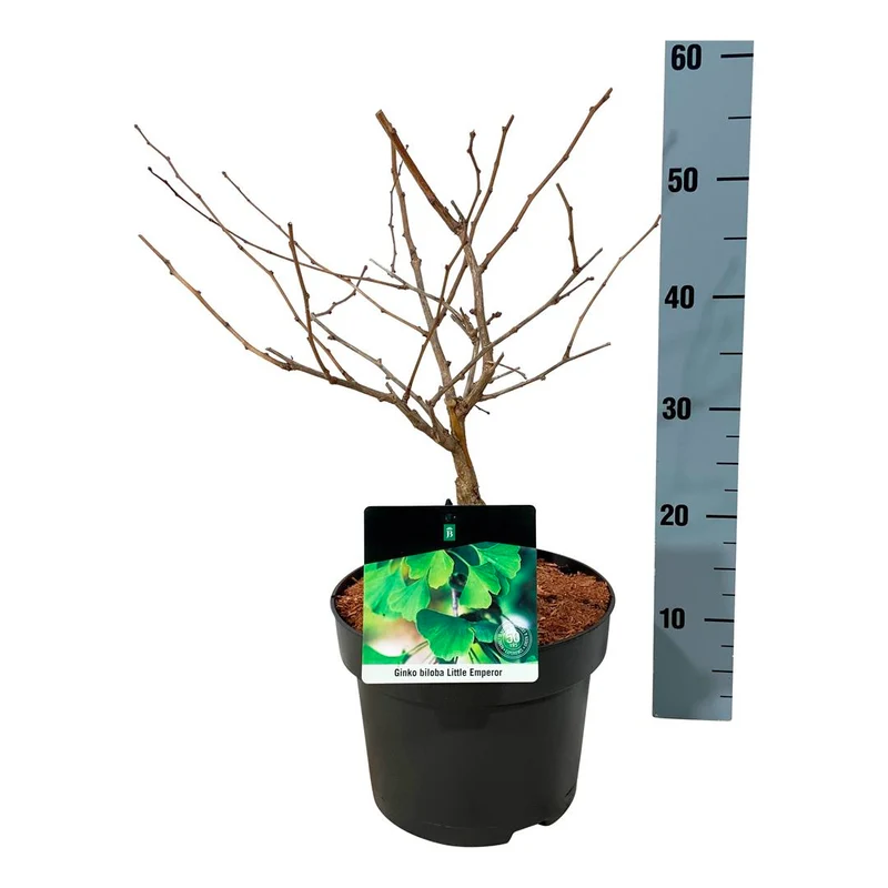 Ginkgo biloba 'Little Emperor' C5 (5 liters kruka) 30-40 cm