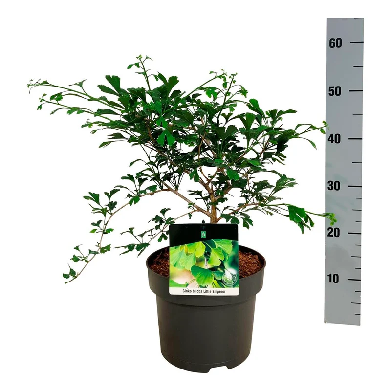 Ginkgo biloba 'Little Emperor' C5 (5 liters kruka) 30-40 cm