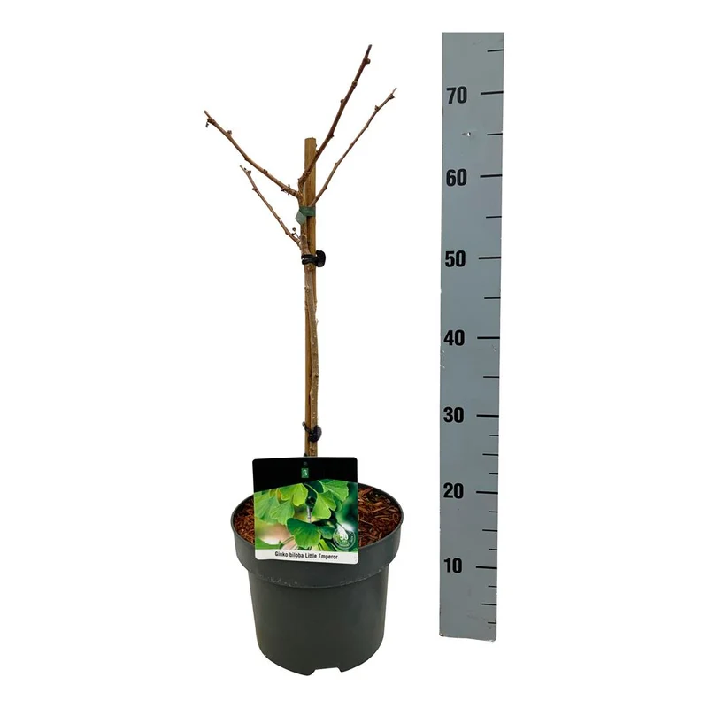 Ginkgo biloba 'Little Emperor' 40 cm stam, C5 (5 liters kruka)