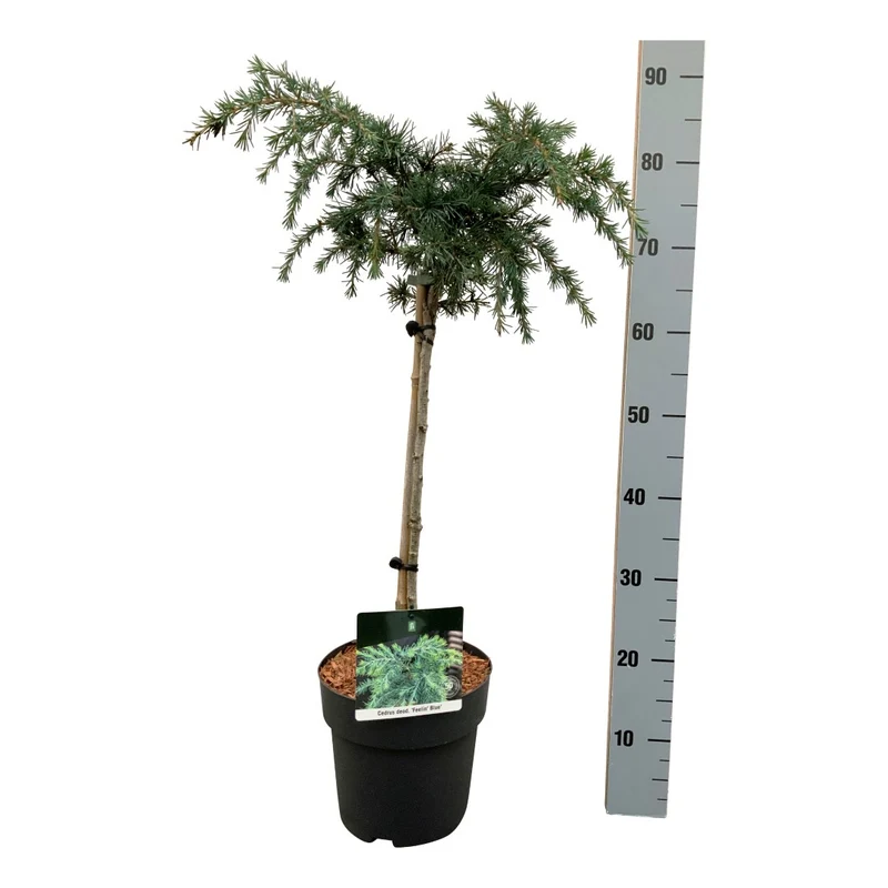 Cedrus deodara 'Feelin' Blue' 40 cm stam C5 (5 liters kruka)