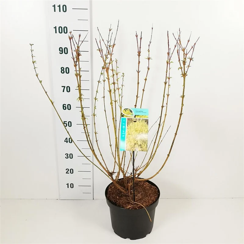 Forsythia int. 'Lynwood' C10 (10 liters kruka) 60-80 cm