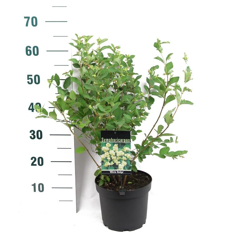 Symphoricarpos d. 'White Hedge' C3 (3 liters kruka) 40-50 cm