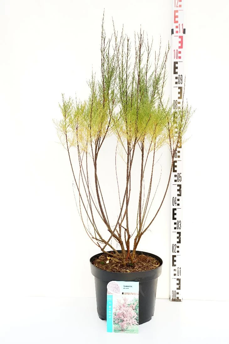 Tamarix tetrandra C10 (10 liters kruka) 60-80 cm