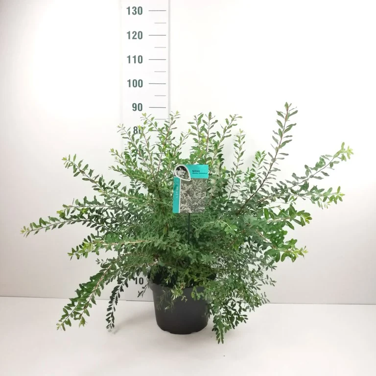 Spiraea nipp. 'Snowmound' C10 (10 liters kruka) 60-80 cm