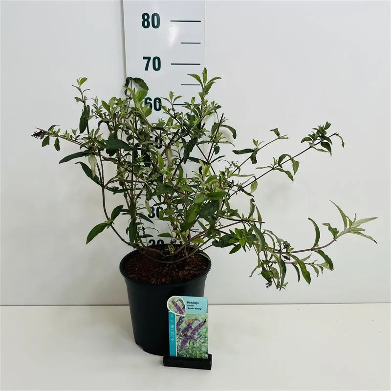 Buddleja d. 'Border Beauty' C7 (7 liters kruka) 40-50 cm
