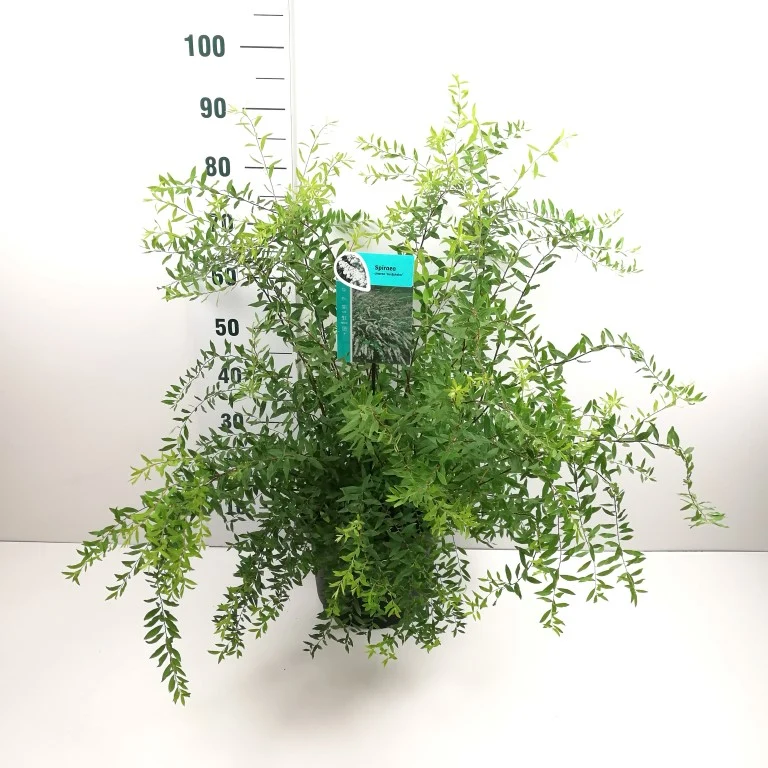 Spiraea cinerea 'Grefsheim' C10 (10 liters kruka) 60-80 cm