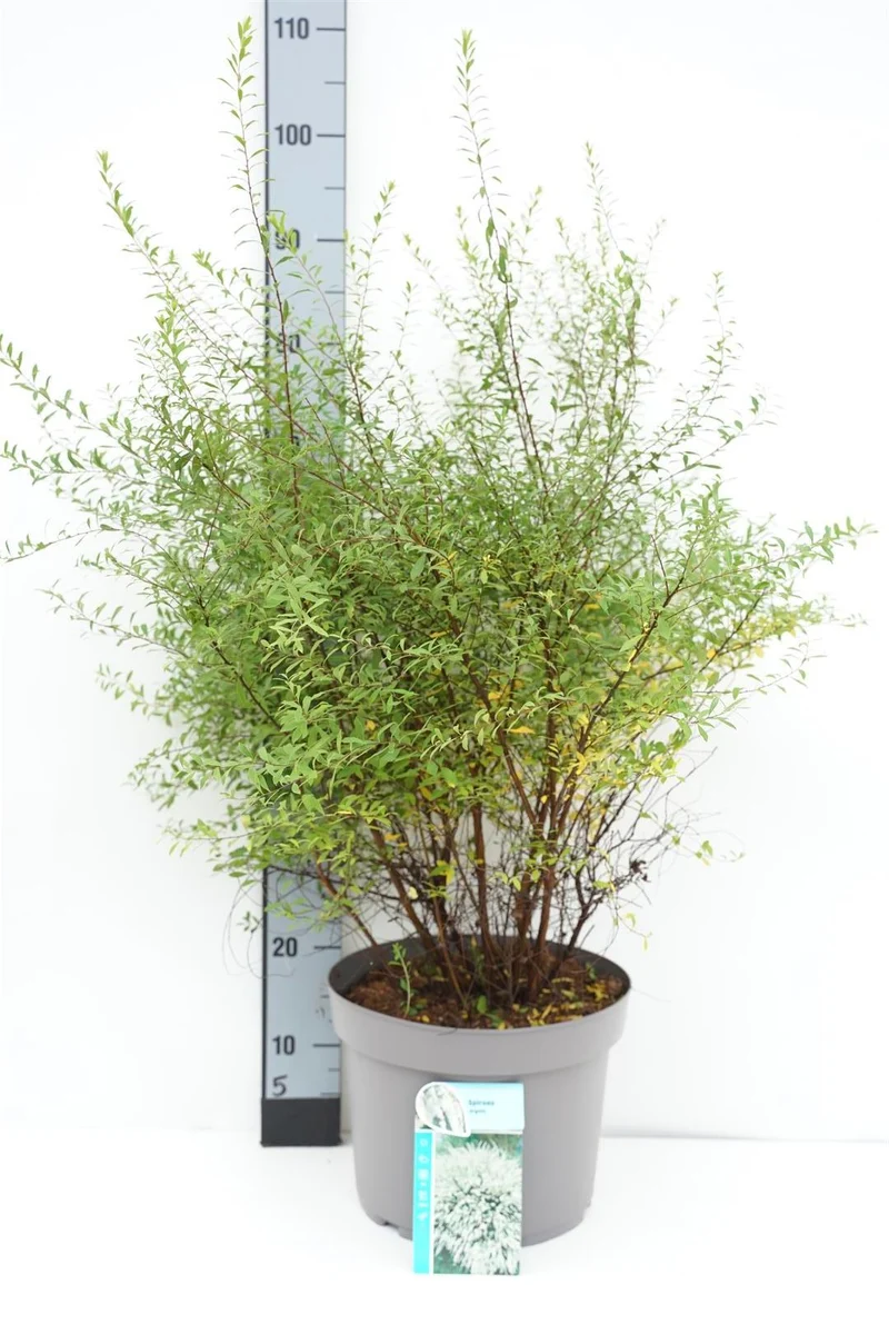 Spiraea arguta C10 (10 liters kruka) 60-80 cm