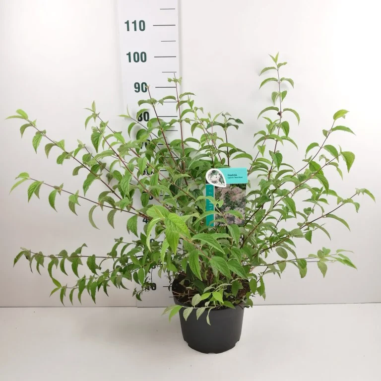 Deutzia hybrida 'Mont Rose' C10 (10 liters kruka) 60-80 cm
