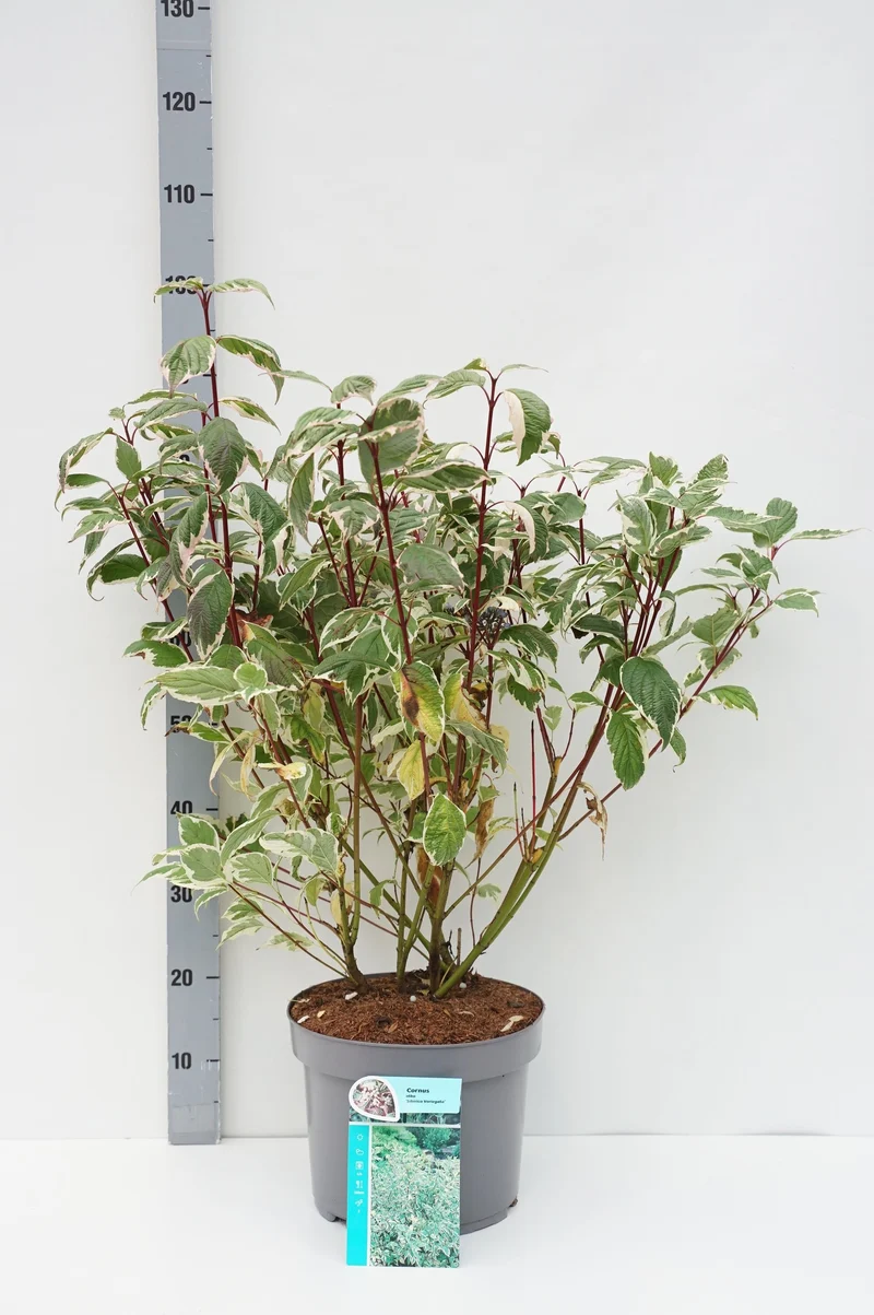 Cornus alba 'Sibirica Variegata' C10 (10 liters kruka) 50-60 cm