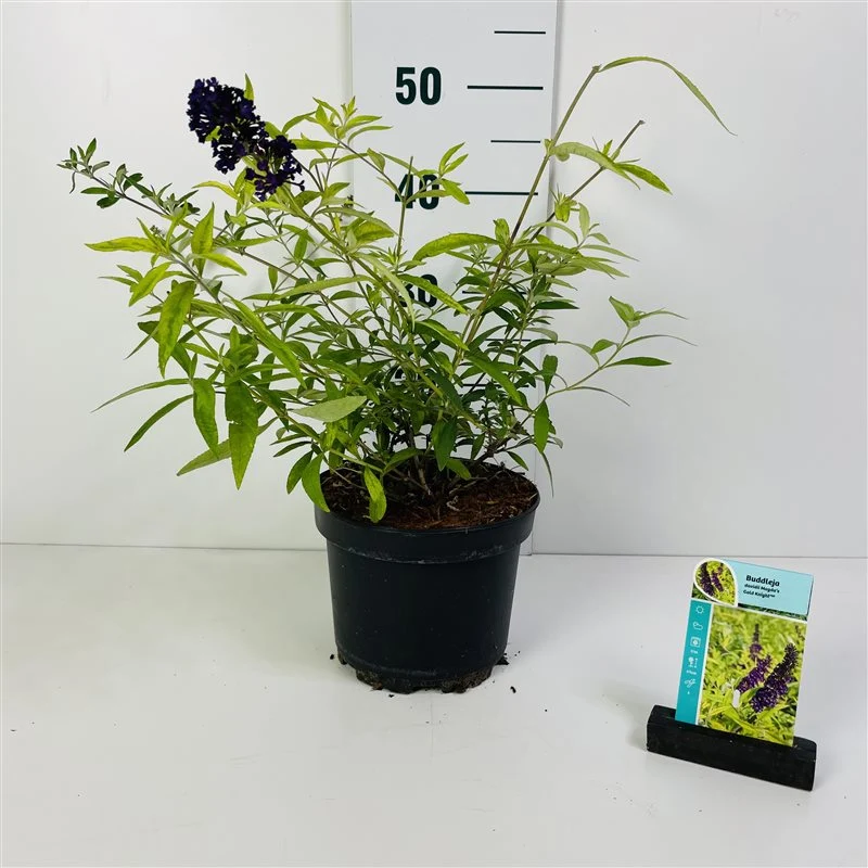 Buddleja d. 'Magda's Gold Knight'® C3 (3 liters kruka) 30-40 cm