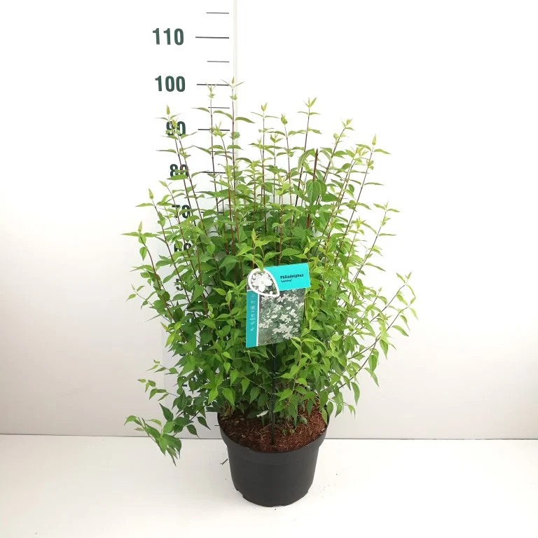 Philadelphus 'Lemoinei' C10 (10 liters kruka) 60-80 cm