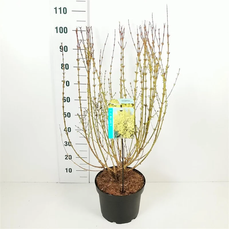 Forsythia int. 'Week-End' C10 (10 liters kruka) 60-80 cm