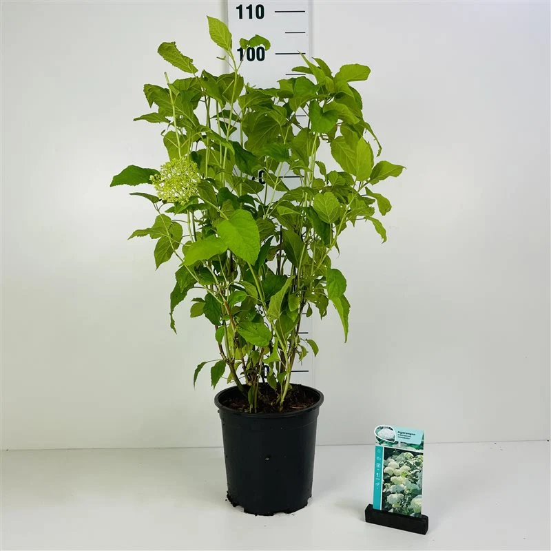 Hydrangea arb. 'Annabelle' C7 (7 liters kruka) 60-80 cm