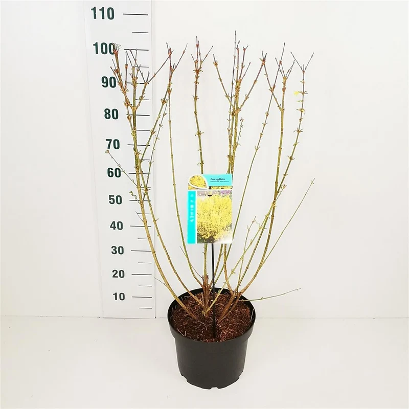 Forsythia int. 'Spectabilis' C10 (10 liters kruka) 60-80 cm