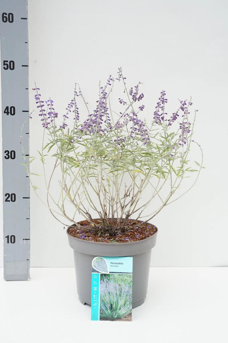 Perovskia 'Blue Spire' C3 (3 liters kruka) / 19 cm kruka 30-40 cm