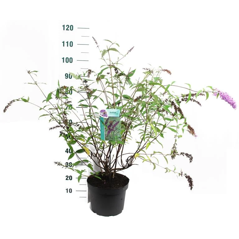 Buddleja d. 'Border Beauty' C10 (10 liters kruka) 80-100 cm