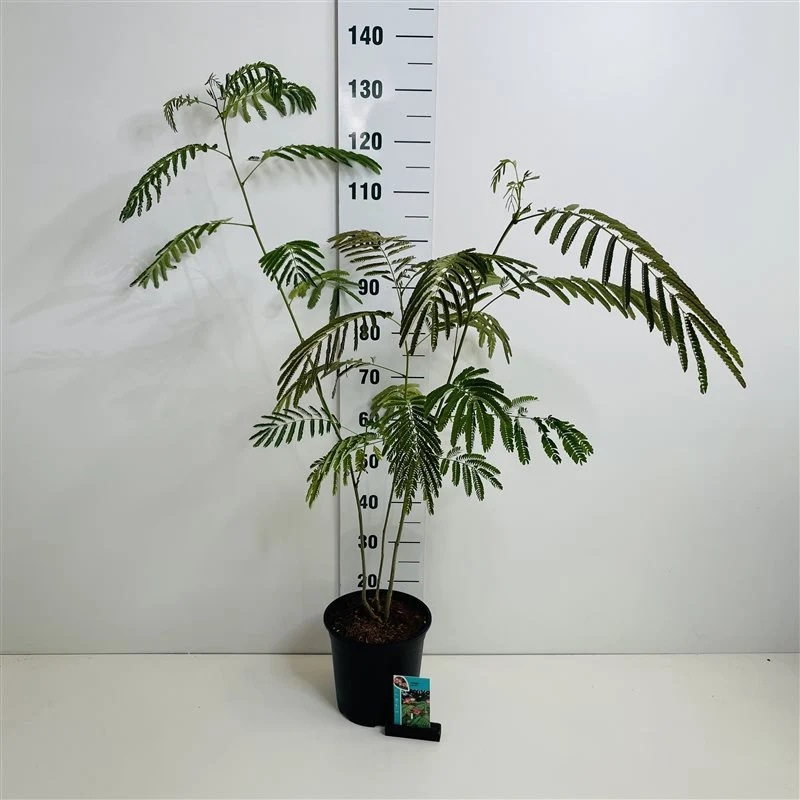 Albizia julibrissin C7 (7 liters kruka) 50-60 cm