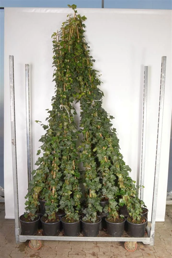 Hedera hibernica 175-250 cm C4 (4 liters kruka) / 21 cm kruka