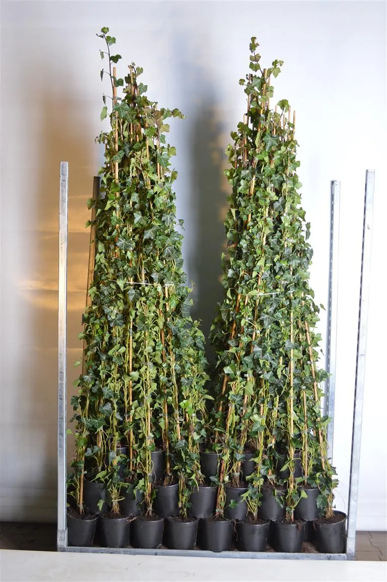 Hedera hibernica 150-175 cm C2 (2 liters kruka) / 17 cm kruka