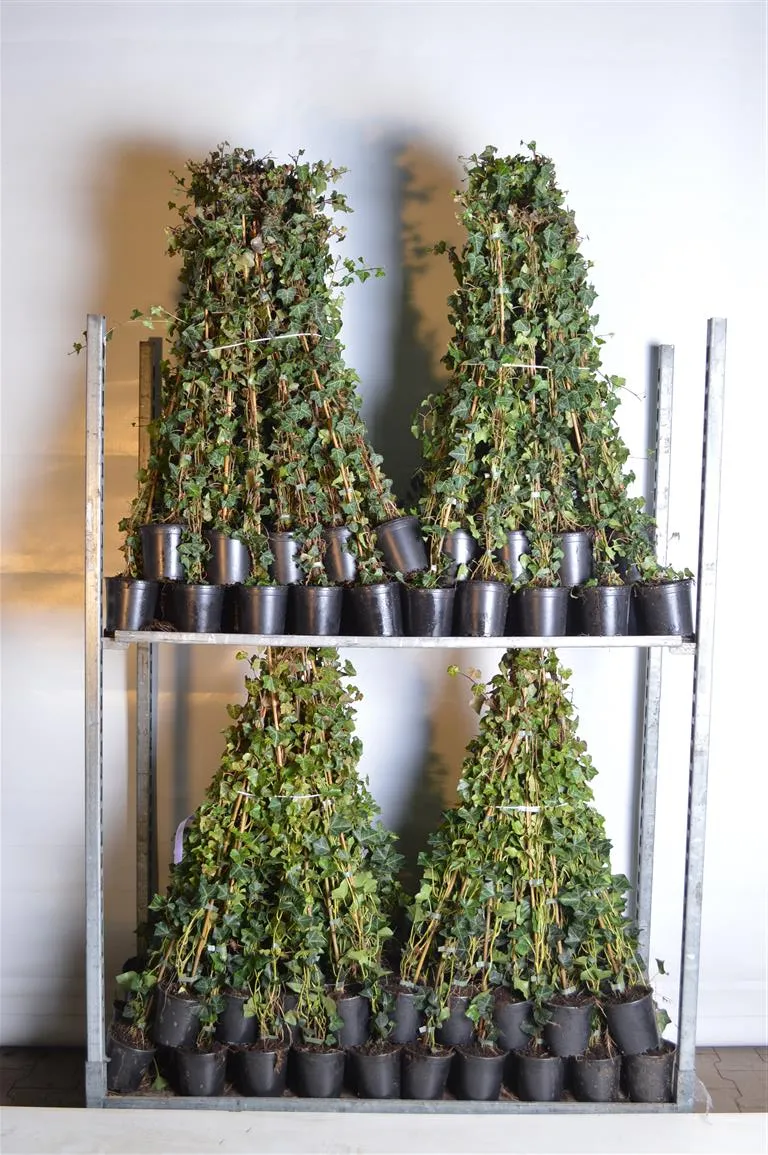 Hedera hibernica C1 (1 liters kruka) / 13 cm kruka 80-100 cm