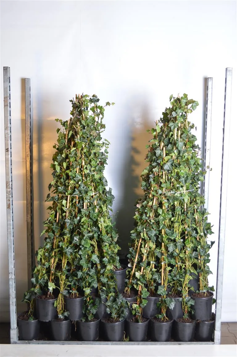 Hedera hibernica C2 (2 liters kruka) 100-125 cm