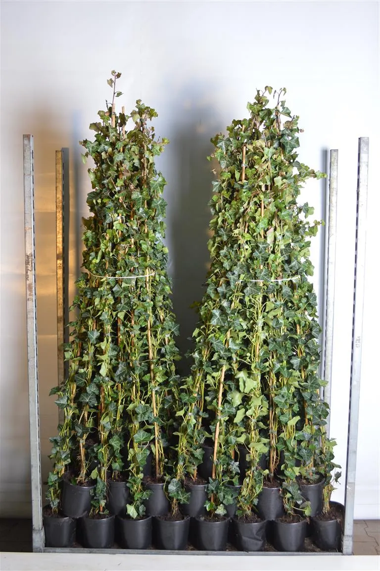 Hedera hibernica C2 (2 liters kruka) 125-150 cm