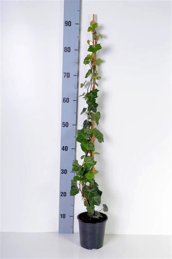 Hedera hibernica C1 (1 liters kruka) 60-80 cm