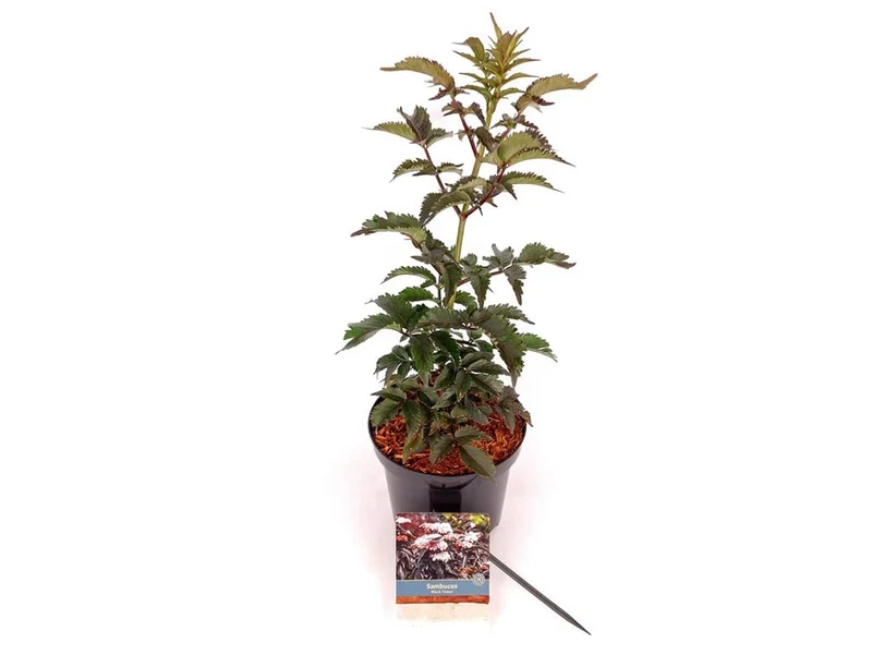 Sambucus nigra 'Black Tower' C3 (3 liters kruka) 30-40 cm