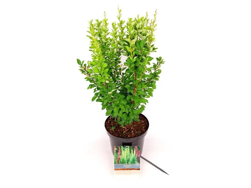 Berberis thunb. 'Erecta' C3 (3 liters kruka) 40-50 cm