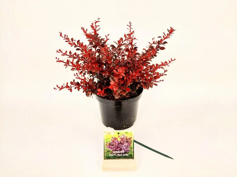 Berberis thunb. 'Dart's Red Lady' C3 (3 liters kruka) 30-40 cm
