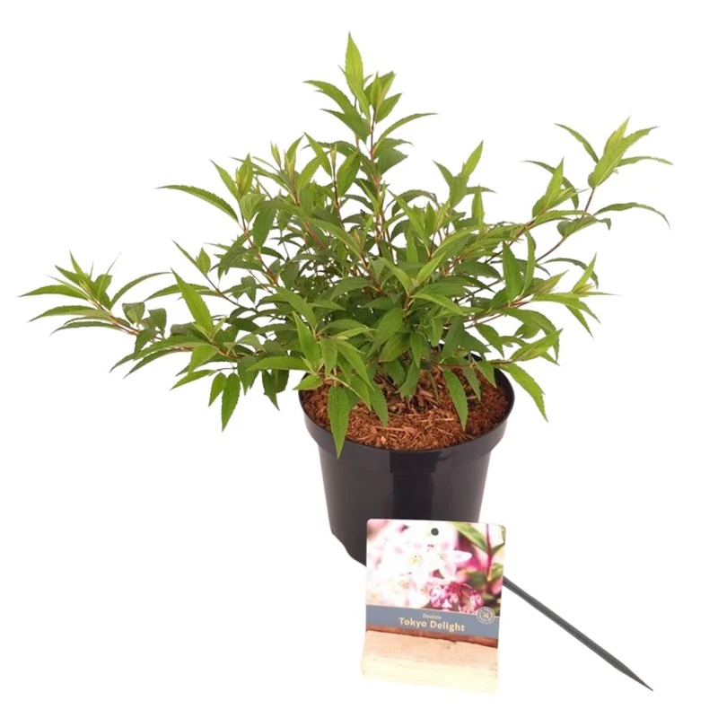 Deutzia 'Tokyo Delight'® C3 (3 liters kruka) 25-30 cm