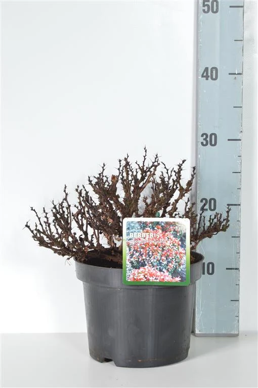 Berberis thunb. 'Bagatelle' C3 (3 liters kruka) 20-25 cm
