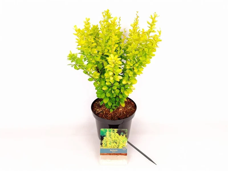 Berberis thunb. 'Maria'® 30-40 cm, C3 (3 liters kruka)